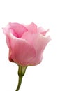 Beautiful pink lisianthus flower Royalty Free Stock Photo
