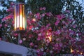 Beautiful pink lobelia flower in night