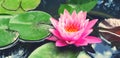 Beautiful pink lotus blooming with green leaves on water garden park with copy space in vintage color tone Royalty Free Stock Photo