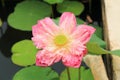 Beautiful pink lotus blooming over water Royalty Free Stock Photo
