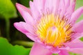 Beautiful pink lotus blossom Royalty Free Stock Photo