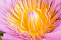 Beautiful pink lotus blossom Royalty Free Stock Photo