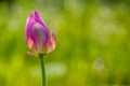 Beautiful pink lotus blossom bud Royalty Free Stock Photo