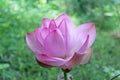 Beautiful pink lotus blossom Royalty Free Stock Photo