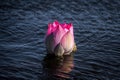 Beautiful Pink lotus bud blooming on blue water Royalty Free Stock Photo