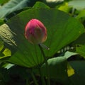 Beautiful pink lotus bud in nature Royalty Free Stock Photo