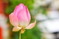 Beautiful pink lotus buds blurred natural background Royalty Free Stock Photo
