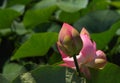 Beautiful pink lotus buds in nature