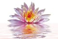 Beautiful pink lotus flower Royalty Free Stock Photo
