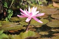 Beautiful pink lotus flower above a fish pond Royalty Free Stock Photo