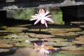 Beautiful pink lotus flower above a fish pond Royalty Free Stock Photo