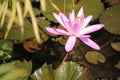 Beautiful pink lotus flower above a fish pond Royalty Free Stock Photo