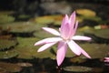 Beautiful pink lotus flower above a fish pond Royalty Free Stock Photo