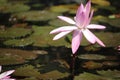 Beautiful pink lotus flower above a fish pond Royalty Free Stock Photo