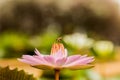 Beautiful pink lotus flower with bee collecting honey from the pistil