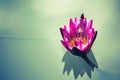 beautiful pink lotus flower with bee flying above on deep blue w Royalty Free Stock Photo