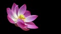 Beautiful Pink Lotus flower in black background. Soft pink petals and seed pot glowing in the morning sunshine Royalty Free Stock Photo