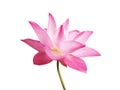 Beautiful pink lotus flower blooming isolated on white background with clipping path. Concept: Water lily symbolizes purity in Royalty Free Stock Photo