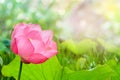 Beautiful pink lotus flower in blooming with sunshine in the morning Royalty Free Stock Photo