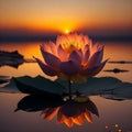 Beautiful Pink Lotus Flower Blooming Sunshine Royalty Free Stock Photo