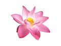 Beautiful pink lotus flower blooming with visible stamens and pistils isolated on white background with clipping path. Concept: Royalty Free Stock Photo