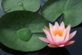 Beautiful pink lotus flower blossom in the pond Royalty Free Stock Photo