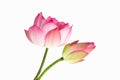 Beautiful pink lotus flower bouquet isolated on white background Royalty Free Stock Photo