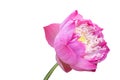 Beautiful pink lotus flower bouquet isolated on white background Royalty Free Stock Photo