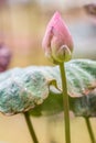Beautiful pink lotus flower bud blooming at pond Royalty Free Stock Photo