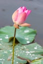 Beautiful pink lotus flower bud blooming at pond Royalty Free Stock Photo