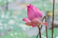 Beautiful pink lotus flower bud blooming at pond Royalty Free Stock Photo