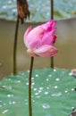 Beautiful pink lotus flower bud blooming at pond Royalty Free Stock Photo