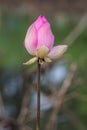 Beautiful pink lotus flower bud blooming at pond Royalty Free Stock Photo