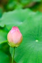 Beautiful pink lotus flower bud, Nara, Japan Royalty Free Stock Photo