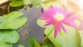 Beautiful Pink Lotus Flower With Green Leaf In Pond With Sunshine In The Morning Royalty Free Stock Photo