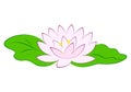 Beautiful pink lotus flower with green leaves in pond. Royalty Free Stock Photo