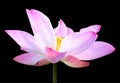 Beautiful pink lotus flower isolated on black. Saved with clipping path (Lotus used to worship) Royalty Free Stock Photo
