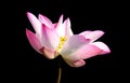 Beautiful pink lotus flower isolated on black. Saved with clipping path (Lotus used to worship) Royalty Free Stock Photo