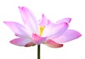 Beautiful pink lotus flower isolated on white. Saved with clipping path (Lotus used to worship) Royalty Free Stock Photo
