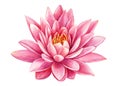 beautiful Pink lotus flower on an isolated white background, watercolor illustration, greeting card Royalty Free Stock Photo