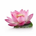 Beautiful pink lotus flower isolated on white close-up, beautiful floral background, summer Royalty Free Stock Photo