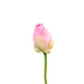 Beautiful pink lotus flower isolated on white. Saved with clipping path (Lotus used to worship) Royalty Free Stock Photo