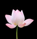 Beautiful pink lotus flower isolated on white. Saved with clipping path (Lotus used to worship) Royalty Free Stock Photo