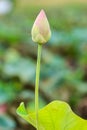 Beautiful pink lotus flower isolated on white. Saved with clipping path (Lotus used to worship) Royalty Free Stock Photo