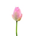 Beautiful pink lotus flower isolated on white. Saved with clippi Royalty Free Stock Photo