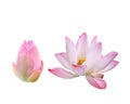 Beautiful pink lotus flower isolated on white. Saved with clippi Royalty Free Stock Photo