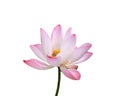 Beautiful pink lotus flower isolated on white. Saved with clippi Royalty Free Stock Photo