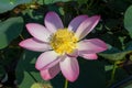 Beautiful pink Lotus flower, lat.Nelumbo lucifera