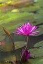 A beautiful pink lotus flower or lotus flower in the pool Royalty Free Stock Photo