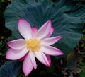 Beautiful pink lotus flower plants Royalty Free Stock Photo